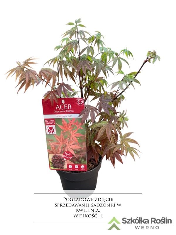 Klon palmowy &#39;Atropurpureum&#39; Acer palmatum