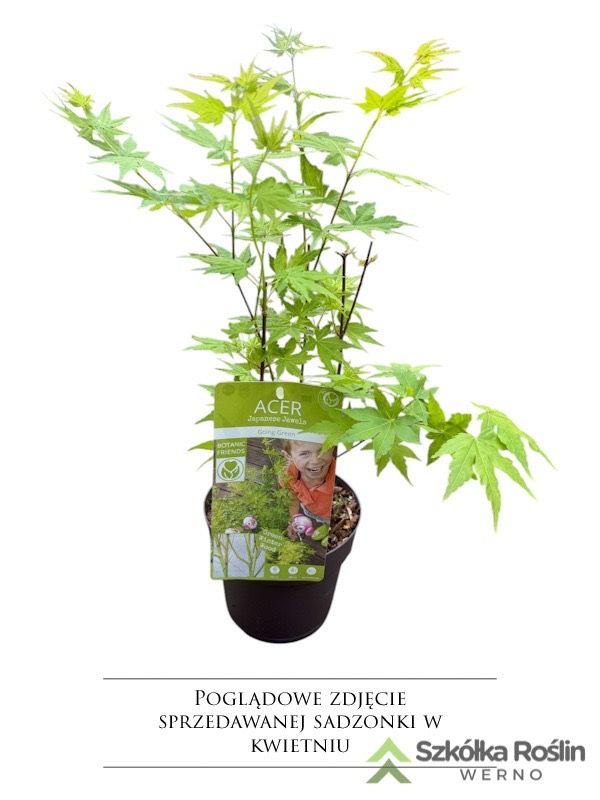 Klon palmowy &#39;Going green&#39; Acer palmatum