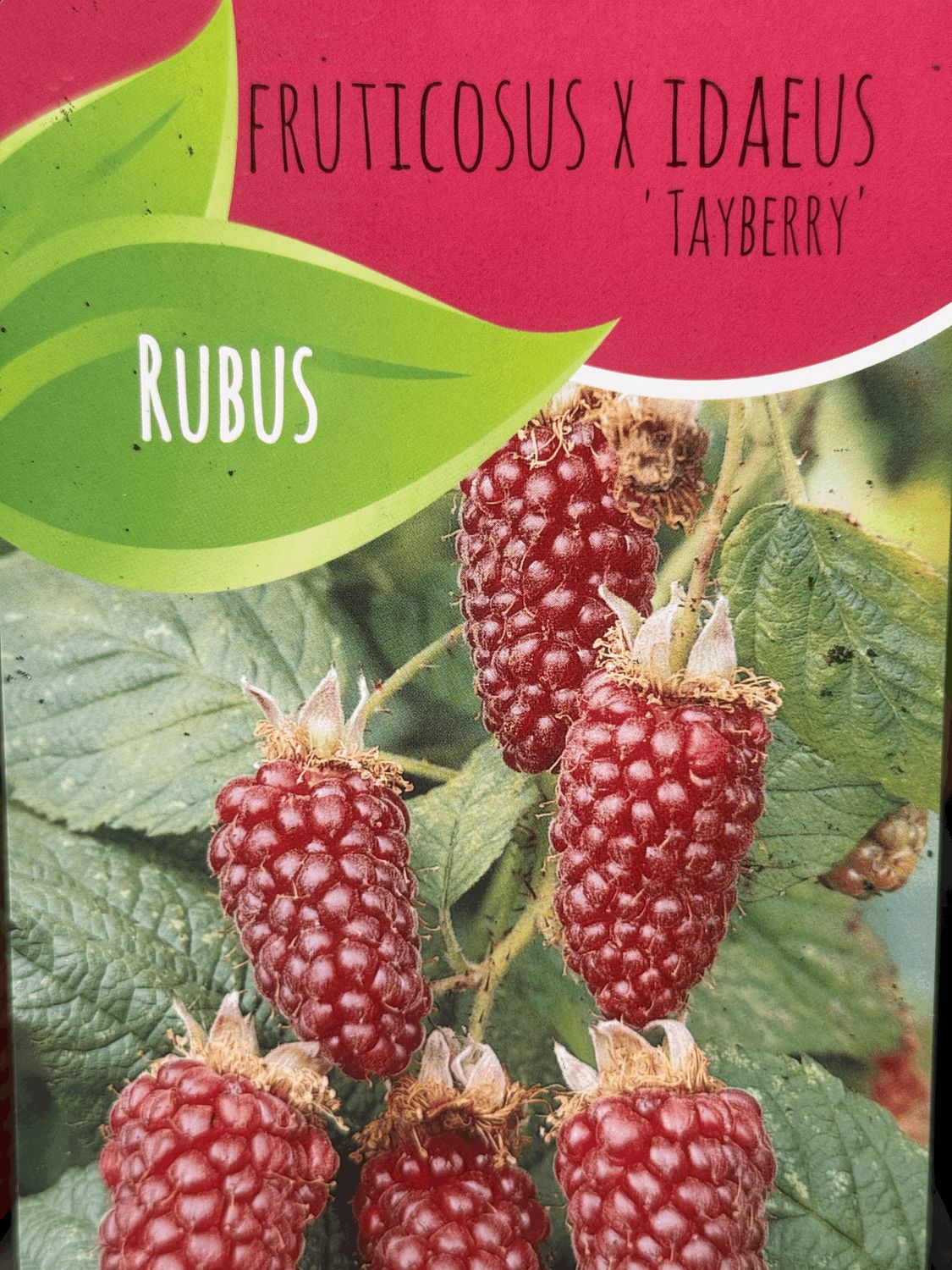Malinojeżyna &#39;Tayberry&#39; Rubus idaeus