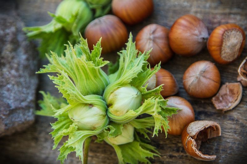 Leszczyna pospolita Corylus avellana hazelnut