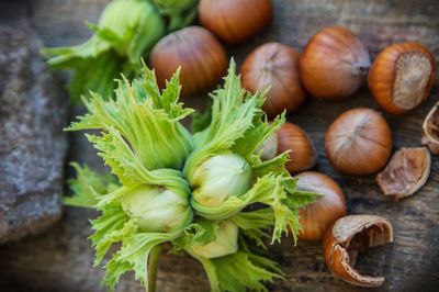 Leszczyna pospolita Corylus avellana hazelnut