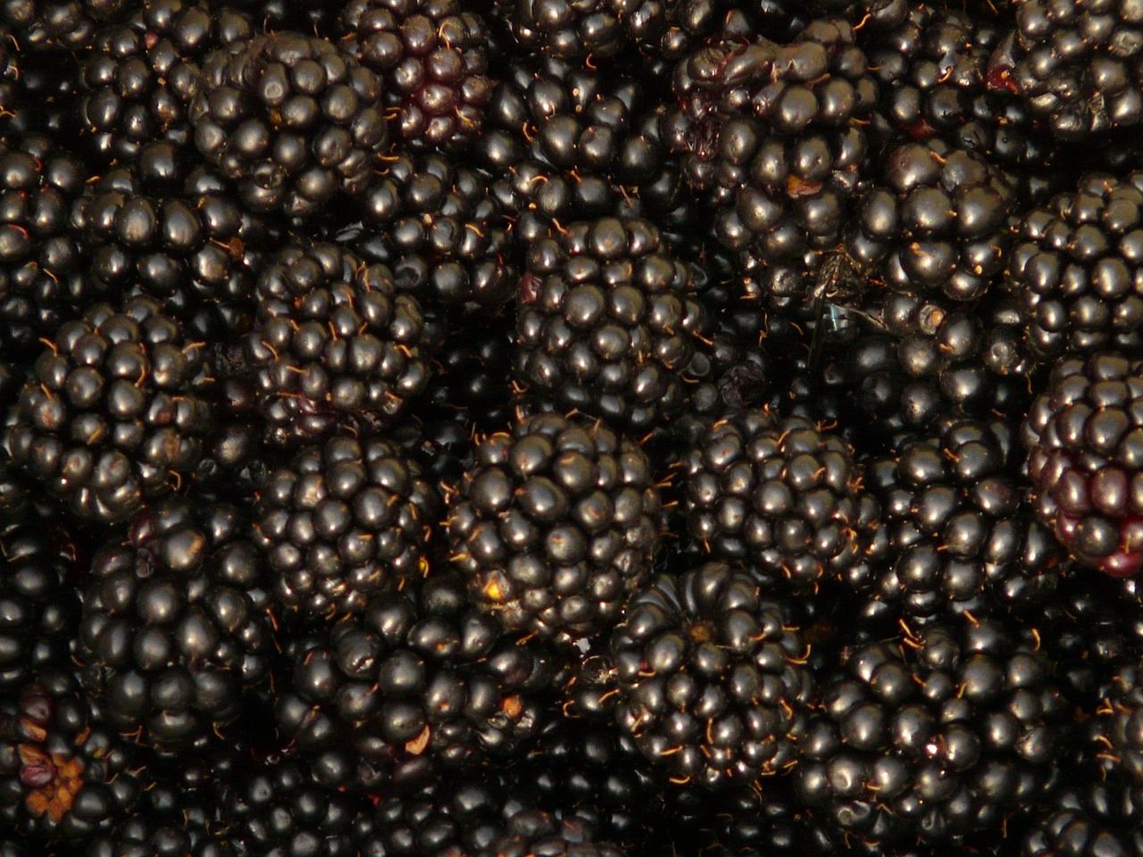 Jeżyna bezkolcowa &#39;Thornfree&#39; Rubus fruticous