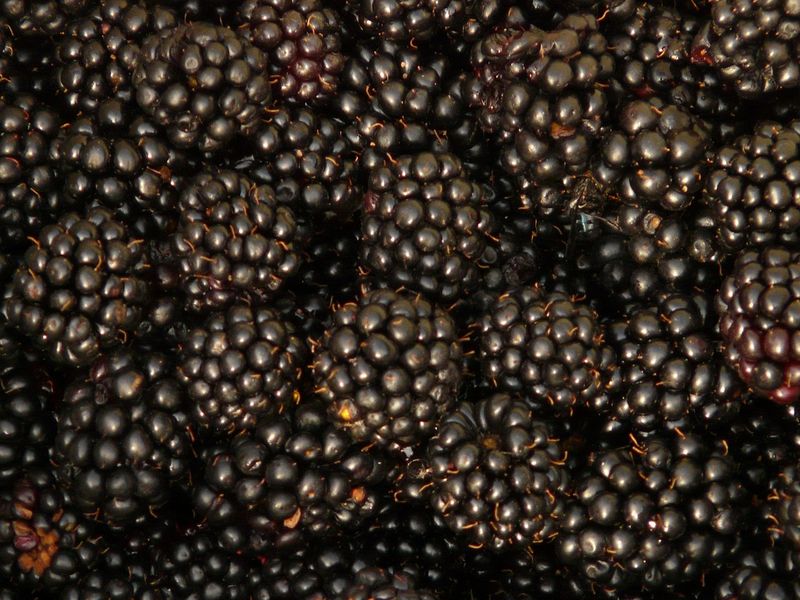 Jeżyna bezkolcowa &#39;Thornfree&#39; Rubus fruticous