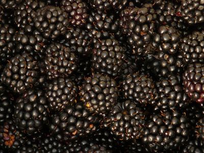 Jeżyna bezkolcowa &#39;Thornfree&#39; Rubus fruticous