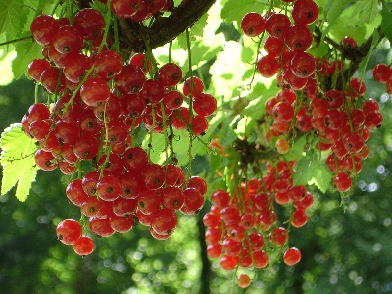 Porzeczka czerwona &#39;Rovada&#39; Ribes rubrum
