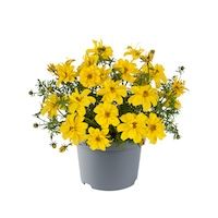 Bidens