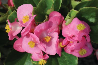 Begonia stale kwitnąca różowa