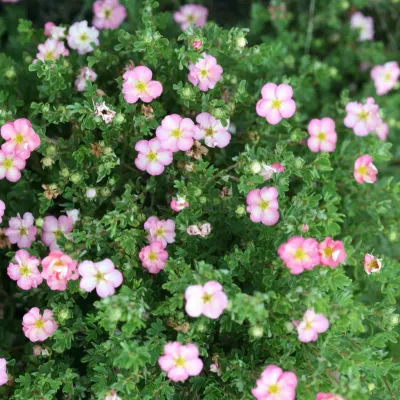 Pięciornik &#39;Happy Hearts® Pink Star&#39; Potentilla fruticosa