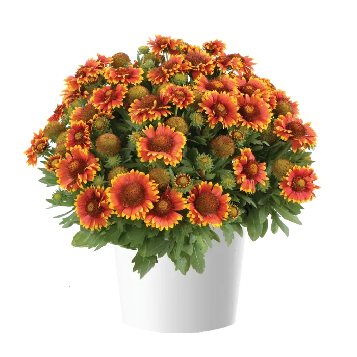 Gaillardia &#39;Gusto™ Sweet Chilli&#39; Gaillardia aristata