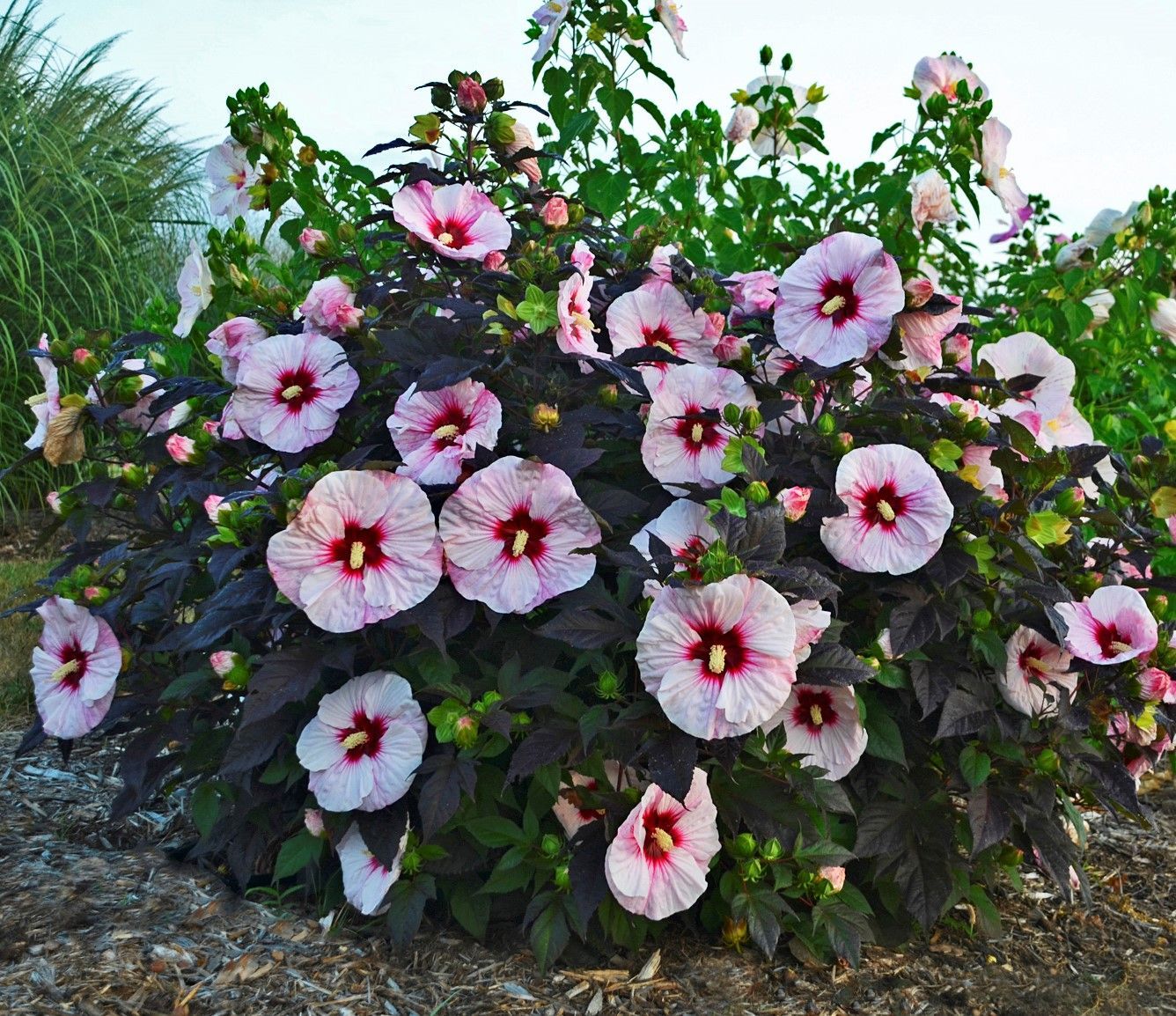 Hibiskus bagienny &#39;Summerfic™ Perfect Storm&#39; Hibiscus moscheutos