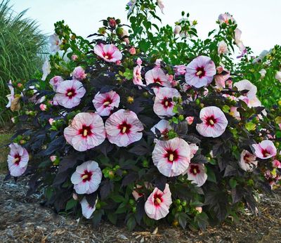 Hibiskus bagienny &#39;Summerfic™ Perfect Storm&#39; Hibiscus moscheutos