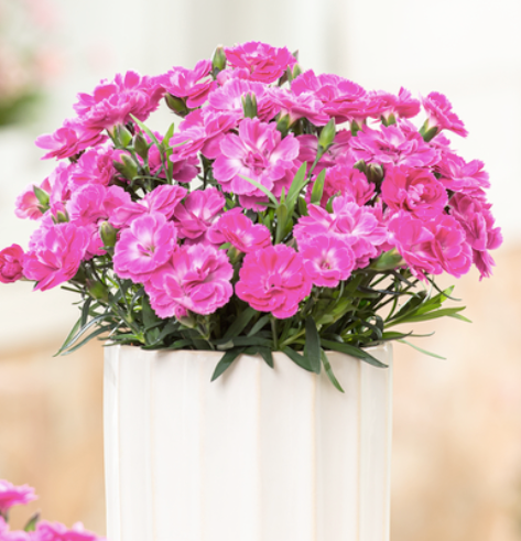 Goździk &#39;Code® Pink&#39; Dianthus hybrida, Wielkość sadzonki: Wielkość M  (P12)