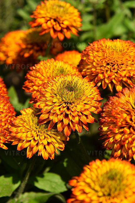 Rudbekia &#39;Fireball&#39; Rudbeckia hirta