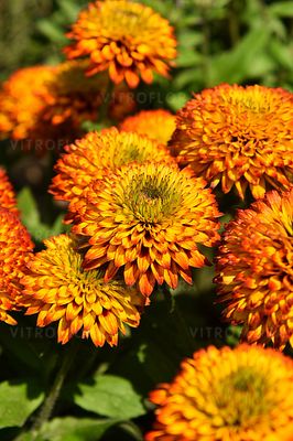 Rudbekia &#39;Fireball&#39; Rudbeckia hirta