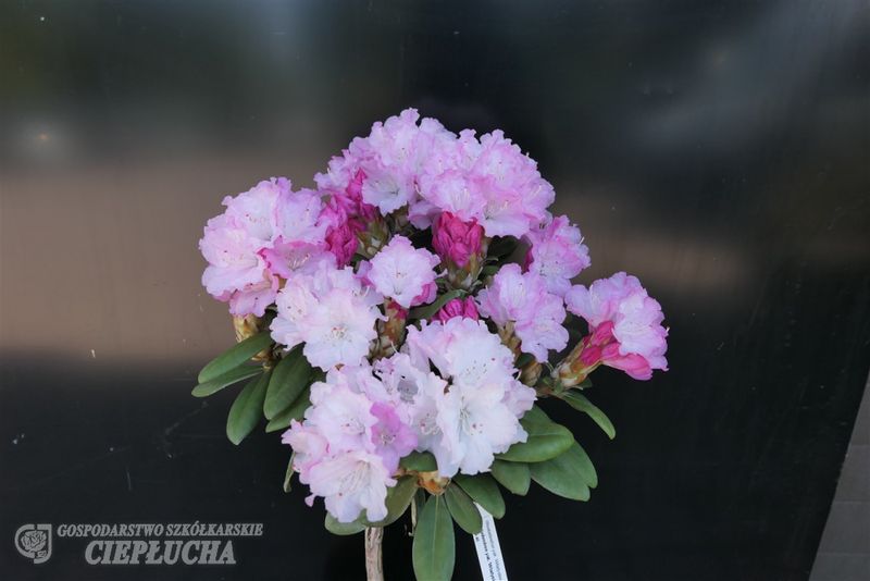 Rododendron Różanecznik na pniu &#39;Władysław Łokietek&#39; Rhododendron