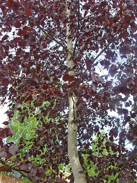 Brzoza brodawkowata &#39;Purpurea&#39; Betula pendula
