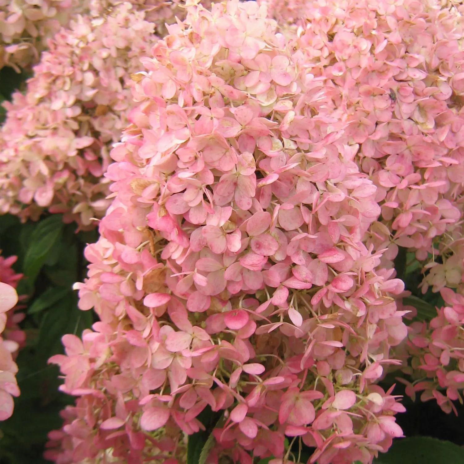 Hortensja bukietowa &#39;GardenLights Pinklight&#39;® Hydrangea paniculata