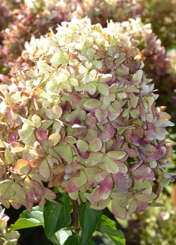 Hortensja bukietowa &#39;GardenLights XSlight&#39;® Hydrangea paniculata