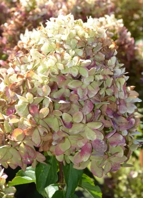 Hortensja bukietowa &#39;GardenLights XSlight&#39;® Hydrangea paniculata