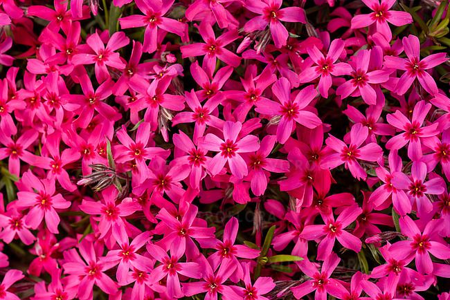 Floks płożący &#39;Scarlet Flame&#39; Phlox subulata