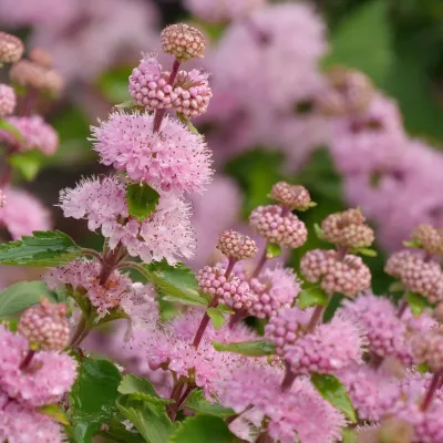 Barbula &#39;Pavillon Pink&#39; Caryopteris