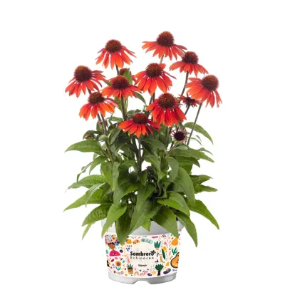 Jeżówka &#39;Sombrero® Sangrita&#39; Echinacea hybrida