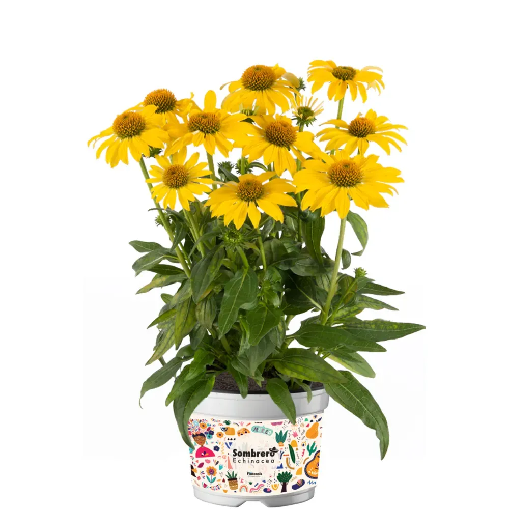 Jeżówka &#39;Sombrero® Lemon Yellow&#39; Echinacea hybrida