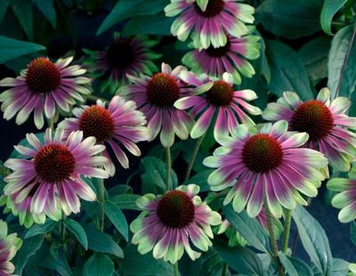 Jeżówka &#39;Sweet Sandia&#39; Echinacea