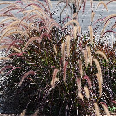 Rozplenica &#39;Rubrum&#39; Pennisetum advena