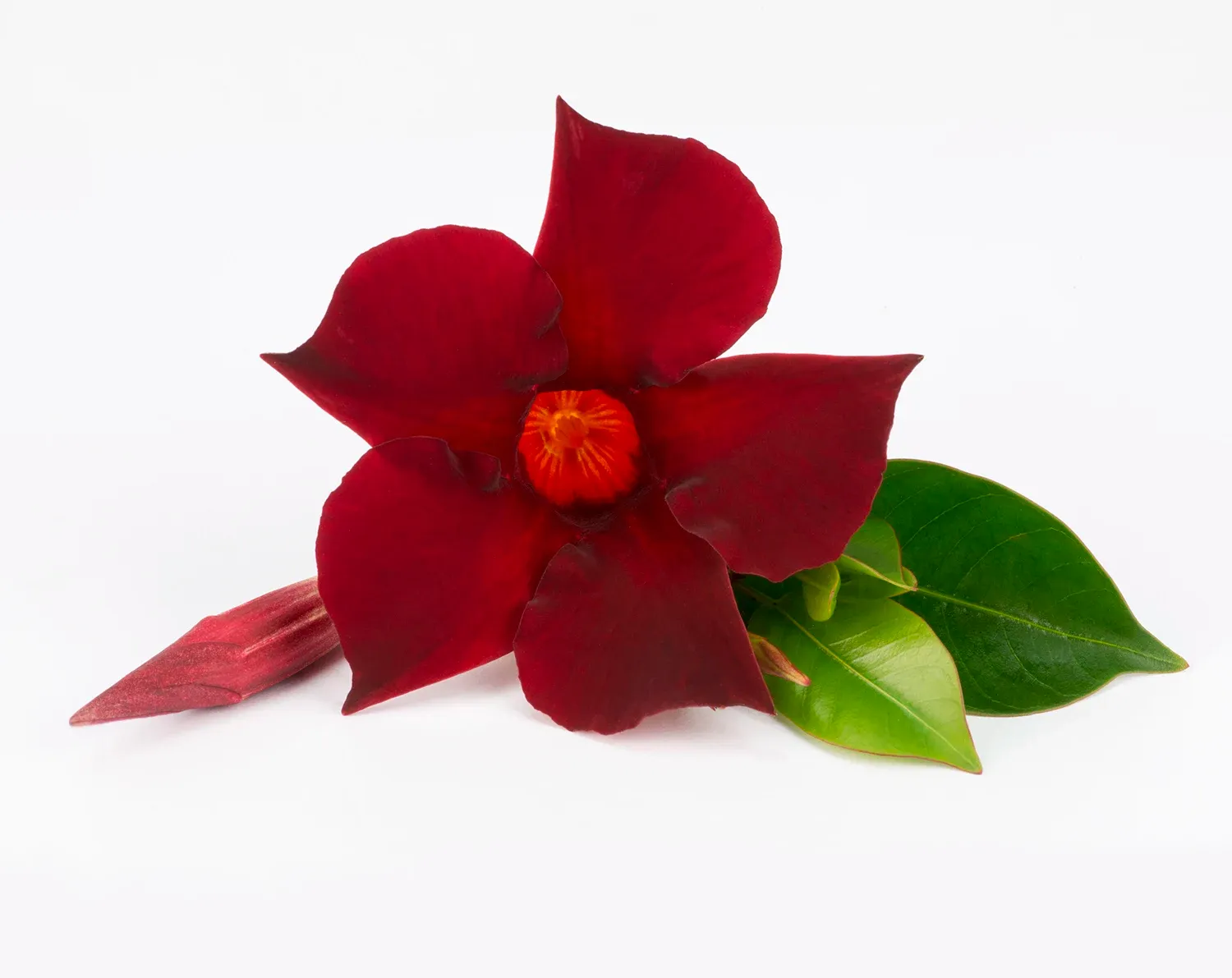 Dipladenia &#39;Brasileira Dark Red&#39; Mandevilla