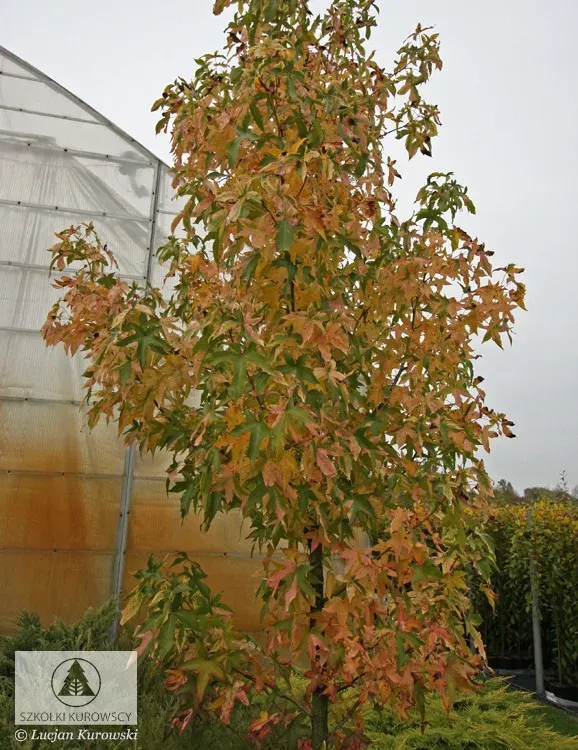 Ambrowiec balsamiczny &#39;Aurora&#39; Liquidambar styraciflua