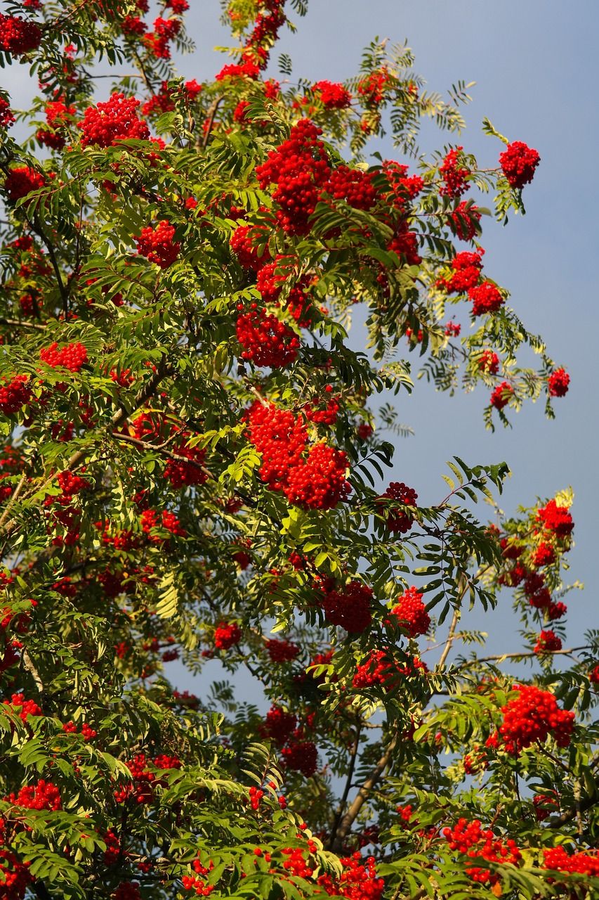 Jarząb szwedzki Sorbus intermedia