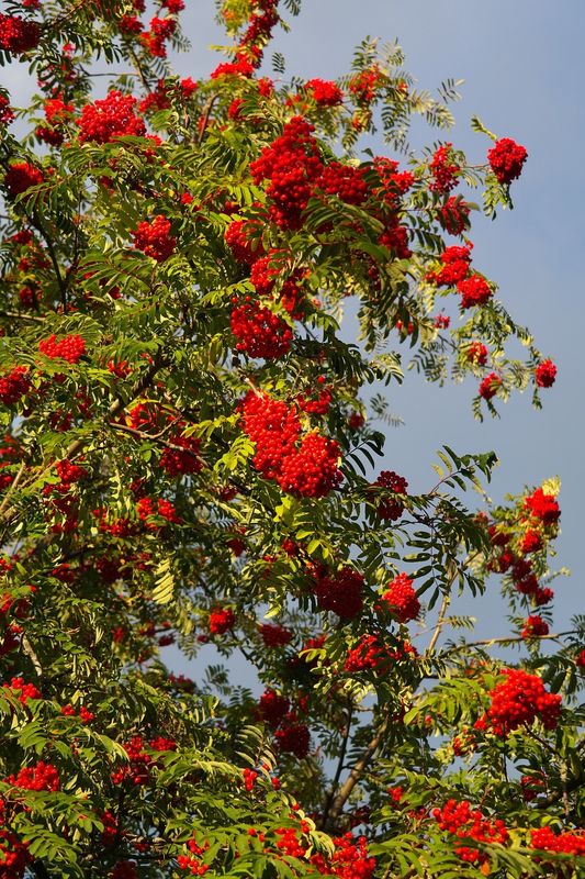 Jarząb szwedzki Sorbus intermedia
