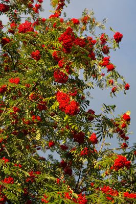 Jarząb szwedzki Sorbus intermedia