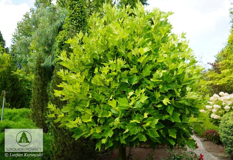Platan klonolistny &#39;Alphen&#39;s Globe&#39; Platanus hispanica