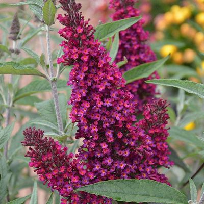 Buddleja David &#39;Buzz Wine&#39; Buddleja davidii