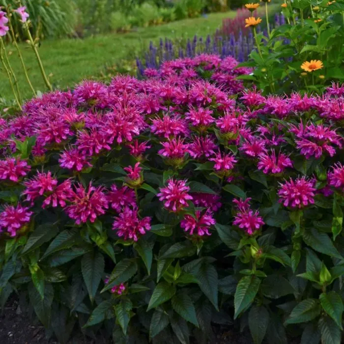 Pysznogłówka &#39;Pardon My Purple&#39; Monarda hybrida