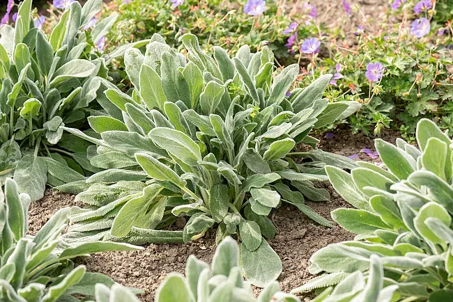 Czyściec &#39;Silver Carpet&#39; Stachys