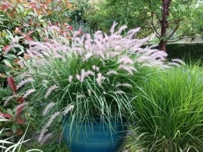 Rozplenica wschodnia Pirókówka &#39;Fairy Trail&#39; Pennisetum orientale
