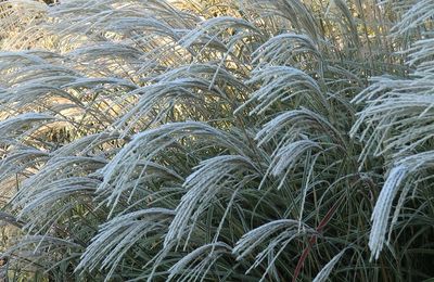 Miskant chiński &#39;Herman Mussel&#39; Miscanthus sinensis