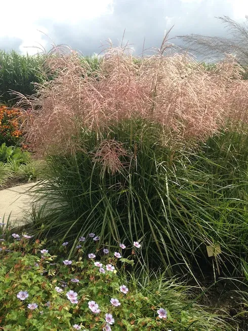 Miskant chiński &#39;Pink Cloud&#39; Miscanthus sinensis