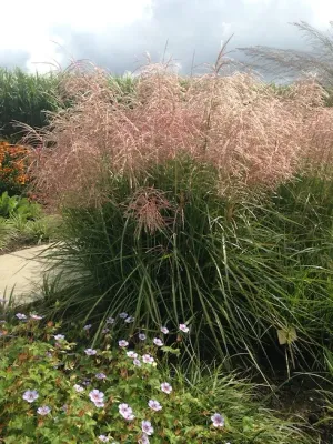Miskant chiński &#39;Pink Cloud&#39; Miscanthus sinensis