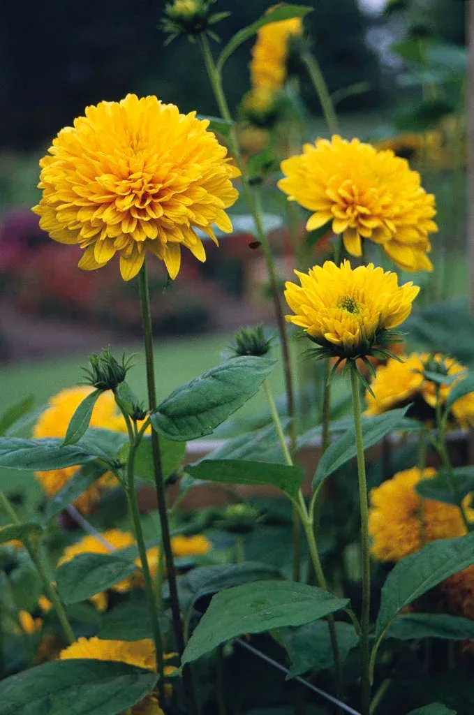 Słonecznik &#39;Loddon Gold&#39; Helianthus