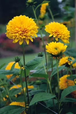 Słonecznik &#39;Loddon Gold&#39; Helianthus