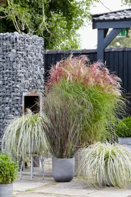 Miskant chiński &#39;Red Cloud&#39; Miscanthus sinensis