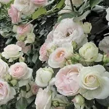 Róża pnąca z certyfikatem ADR &#39;GPT White Eden Rose®&#39; Rosa