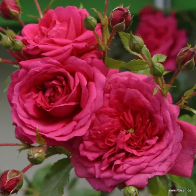 Róża pnąca z certyfikatem ADR &#39;Laguna&#39;® Rosa