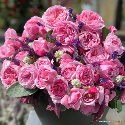 Róża pnąca z certyfikatem ADR Parfuma® &#39;Kiss Me Kate&#39;® Rosa