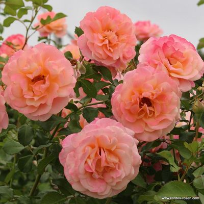 Róża pnąca z certyfikatem ADR &#39;Peach Melba&#39;® Rosa