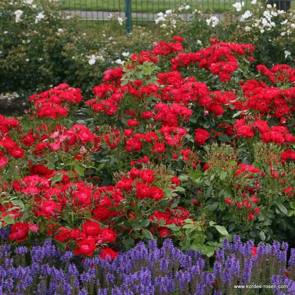 Róża rabatowa z certyfikatem ADR &#39;Black Forest Rose&#39; Rosa